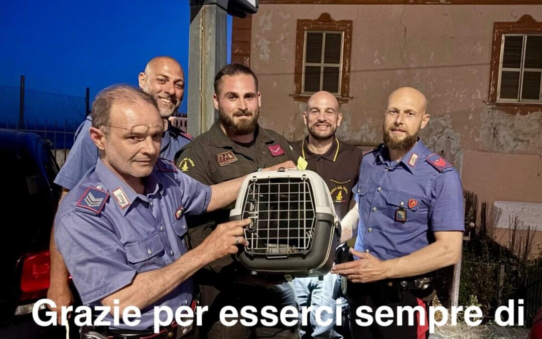 Emergenze Pelose: “A Civitavecchia salvato un micino solo grazie a Carabinieri e pompieri”