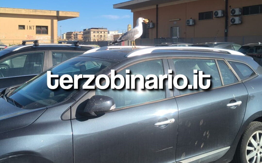 Gabbiani a Civitavecchia, Grossi: “Sono un problema”