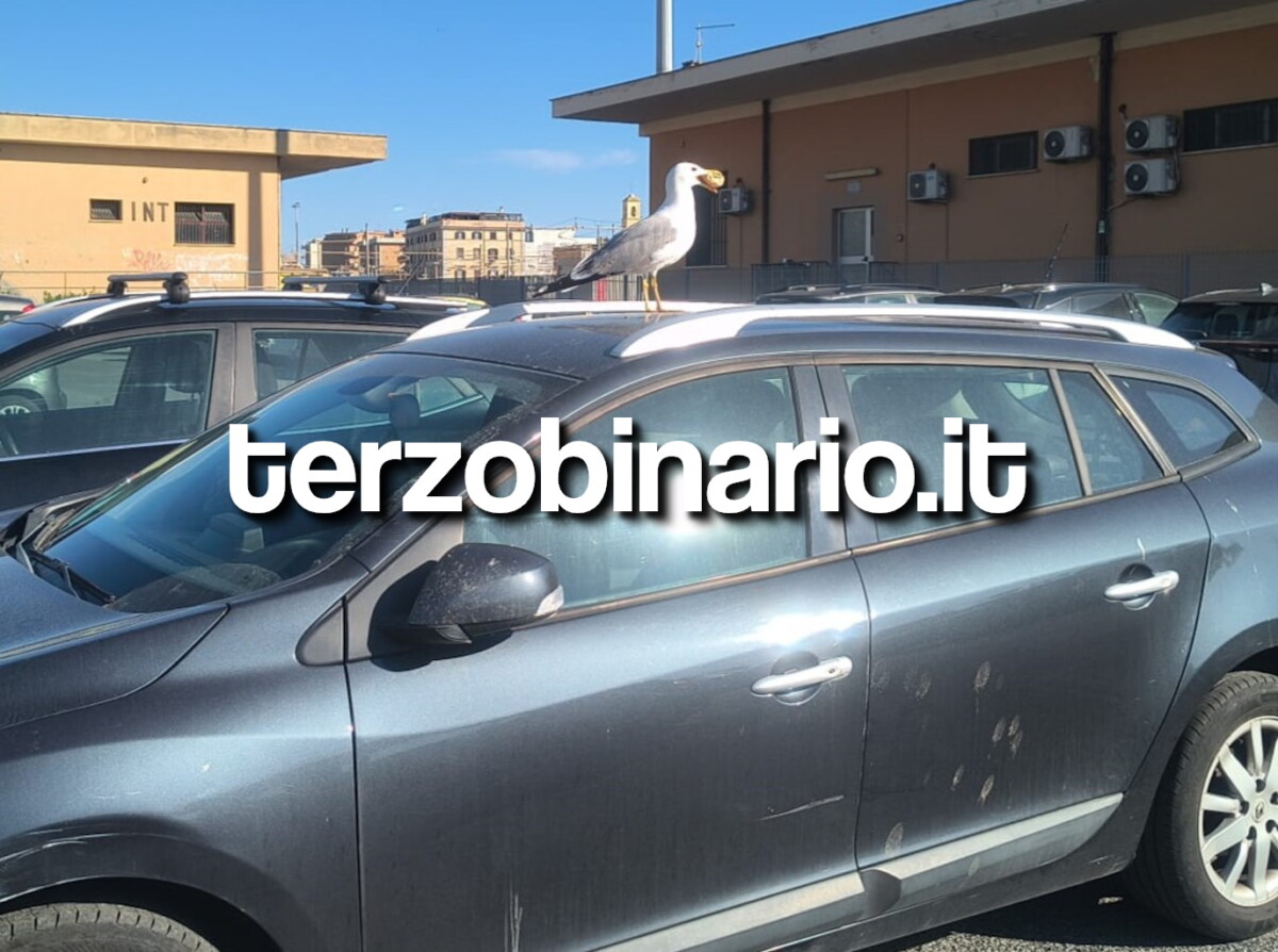 gabbiano civitavecchia auto 11
