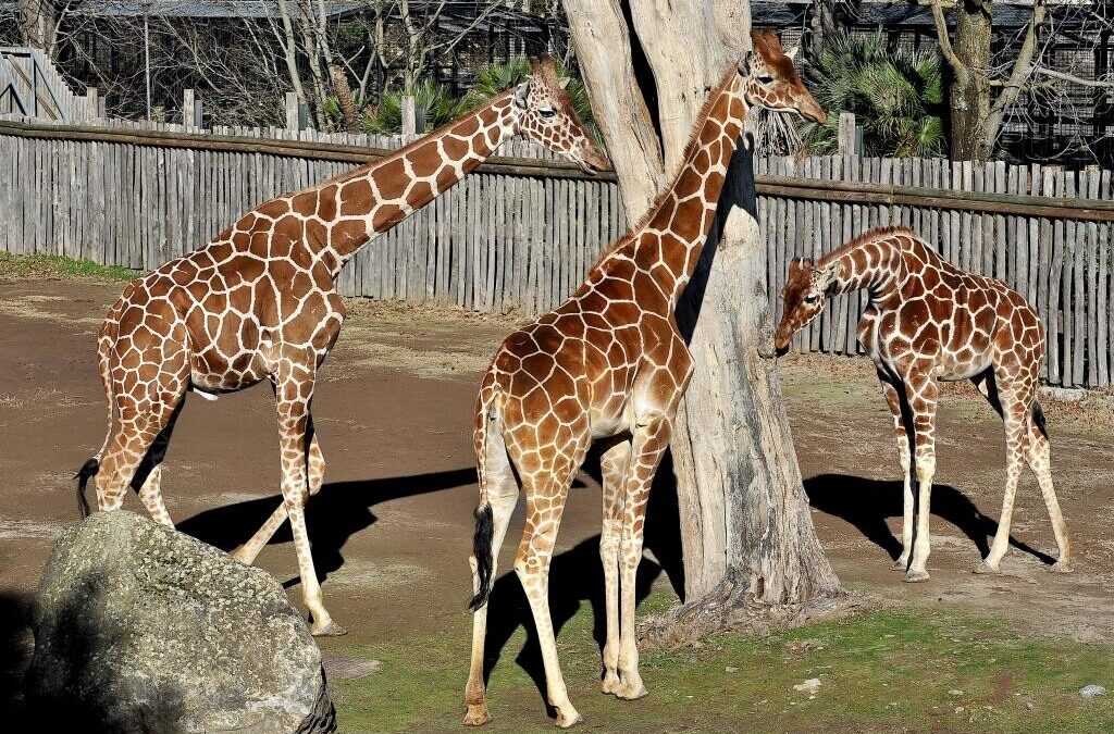 Roma, il “Bioparco al tramonto” entra nel vivo venerdì e sabato