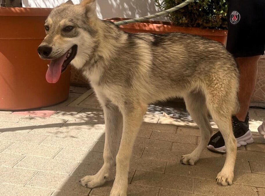 Lucky bellissimo cucciolo cerca casa e amore