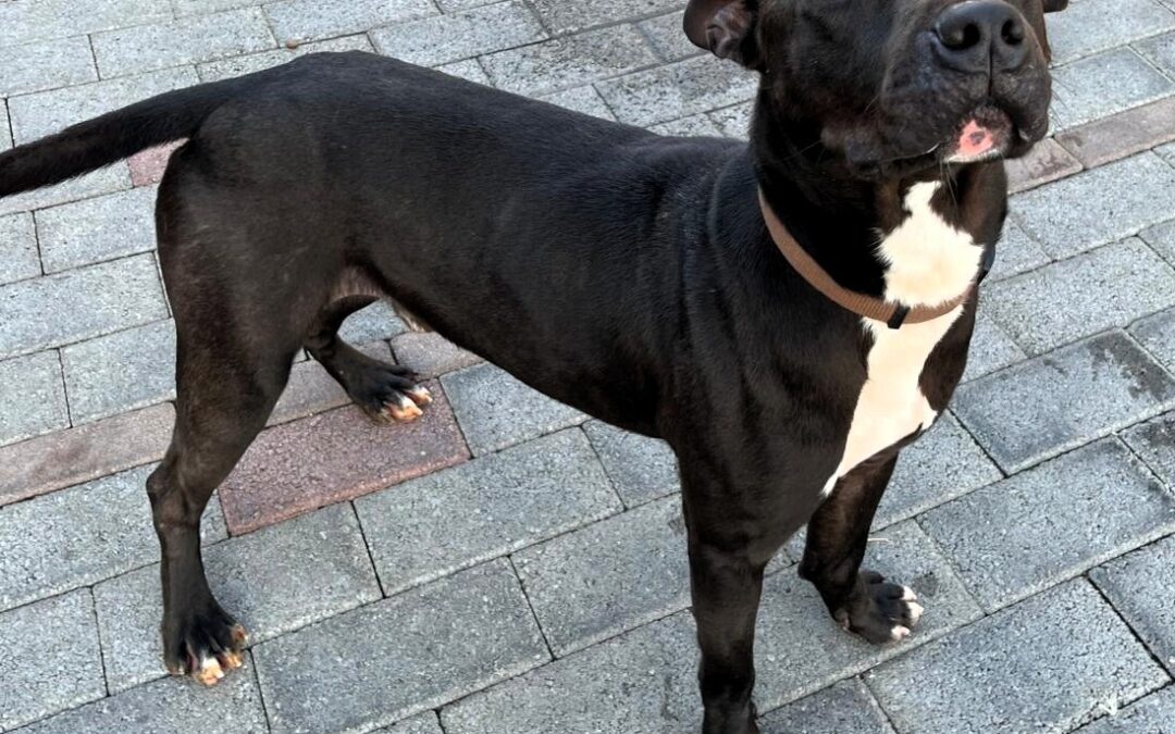 Max simpatico pitbull cerca una famiglia sportiva