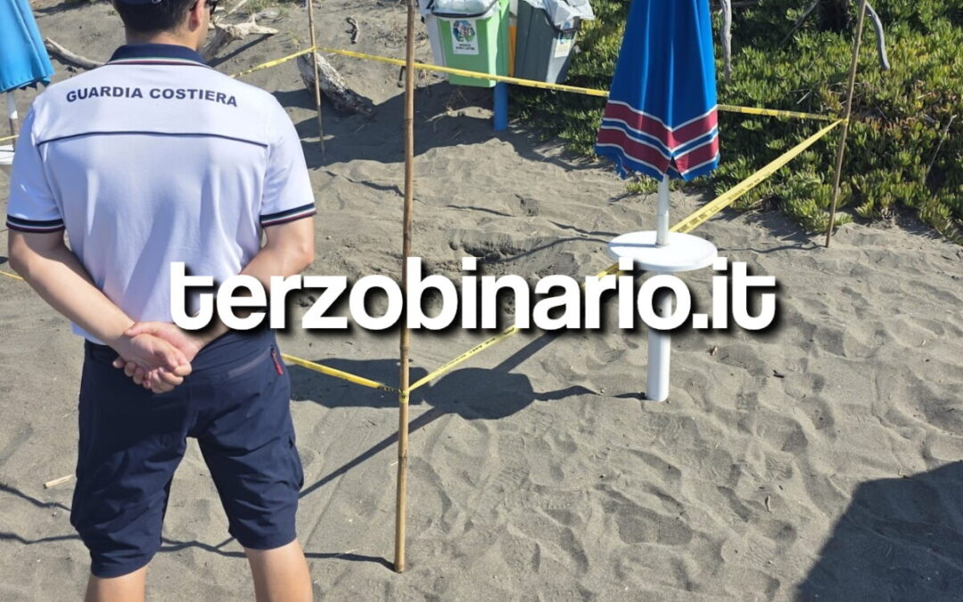 Tartaruga depone le uova sulla spiaggia di Pescia Romana