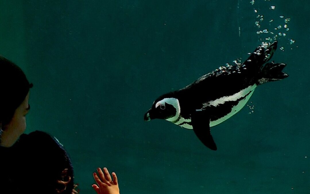 Roma, estate al Bioparco con il prolungamento dell’orario