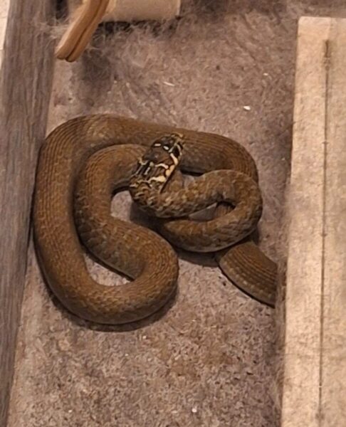 serpente casa ladispoli guardie ecozoofile 1