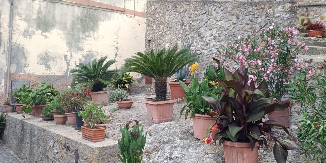 Tolfa, piante e fiori rendono via Alta la più bella del paese 2026