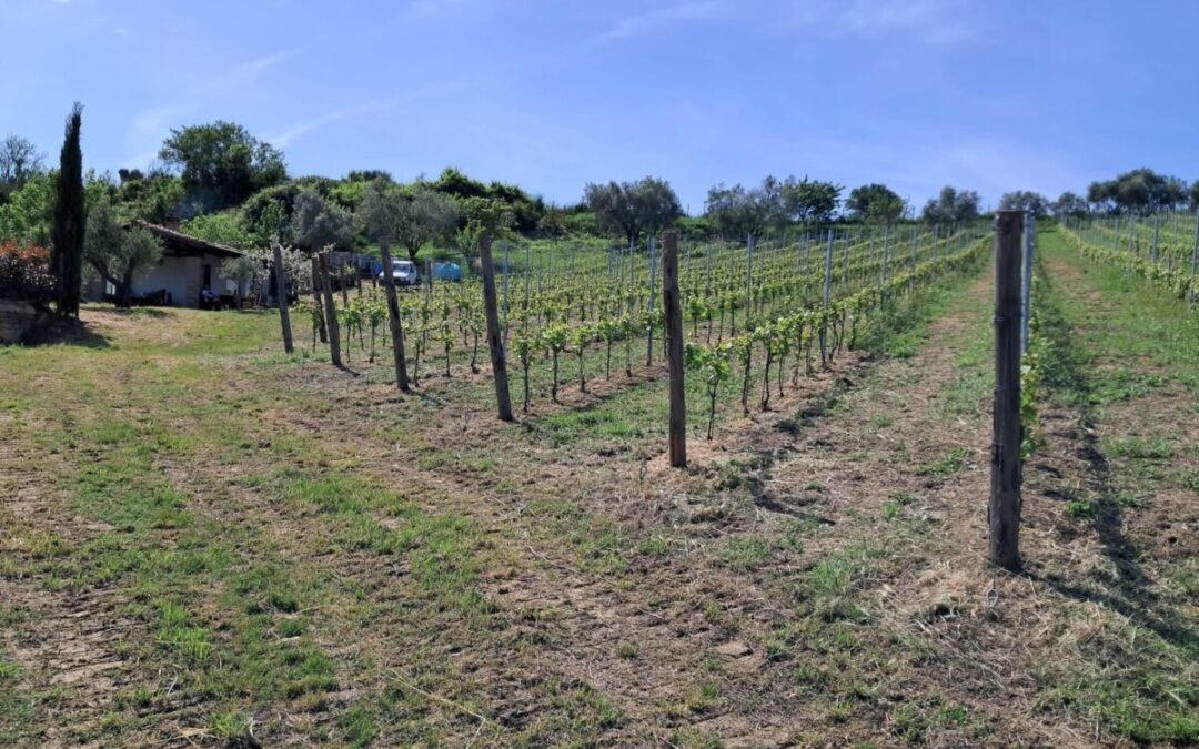 Allumiere: con il suo Rosato “Poggio al Mignone” sostiene “Femminile, Plurale”