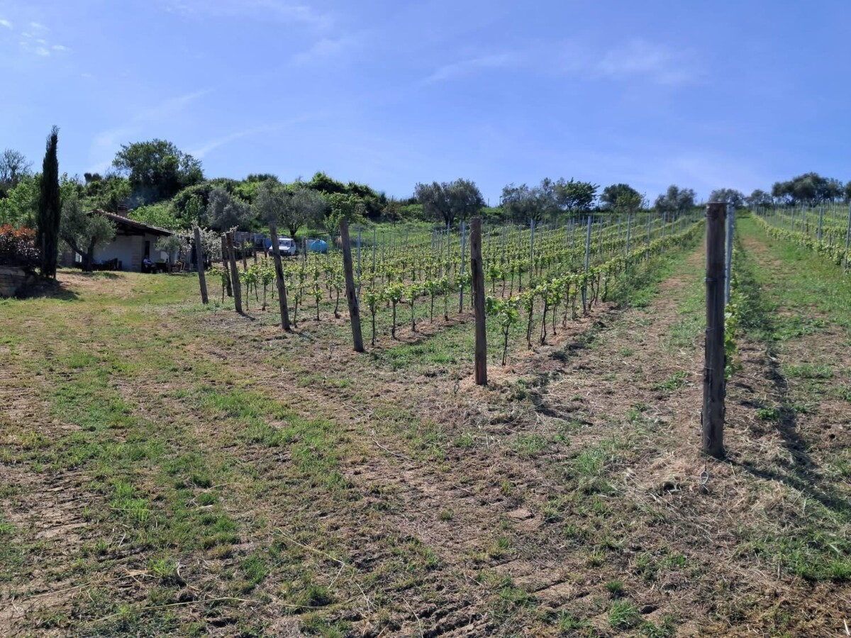 vigna poggio al mignone vigna poggio al mignone