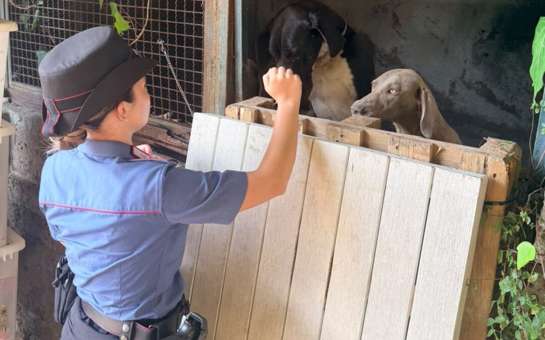 Formello, cani di taglia gigante sotto il sole: i Carabinieri denunciano un uomo e salvano 13 animali
