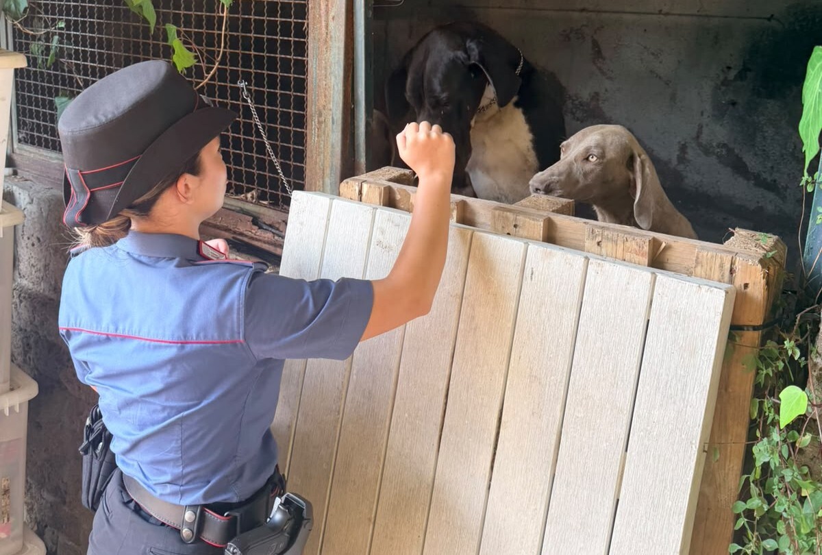 CASSIA – Dpl per maltrattamento animali (1)