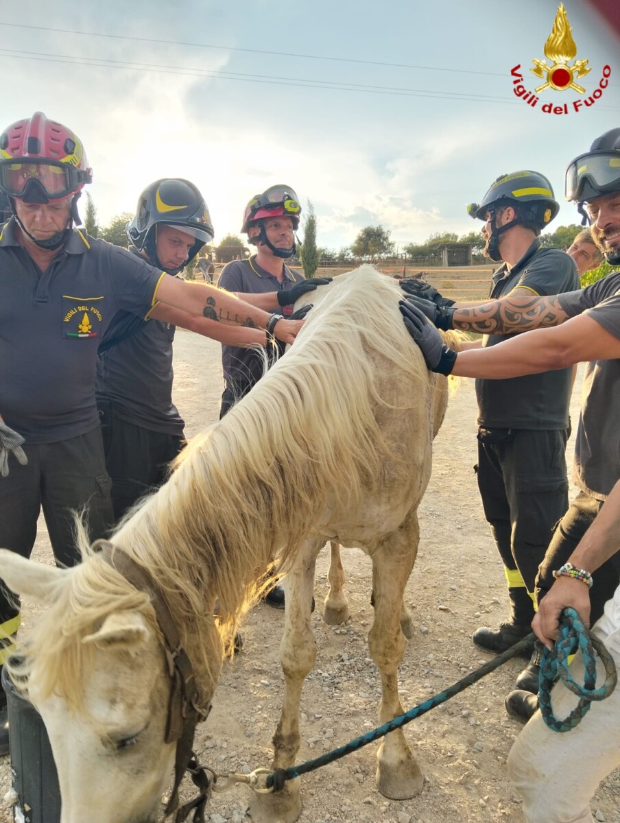 cavallo civitavecchia vvf vigili fuoco pompieri cavallo civitavecchia vvf vigili fuoco pompieri