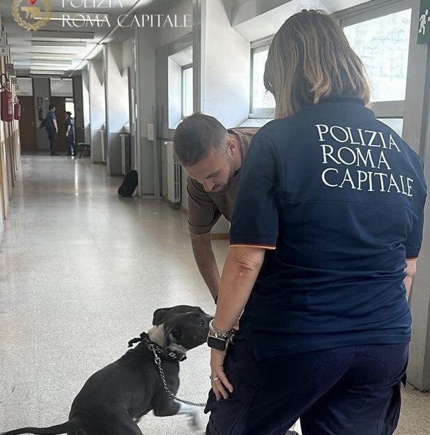 Roma, senza cibo né acqua, a catena a un furgone: giovane pitbull salvata dalla Polizia Locale