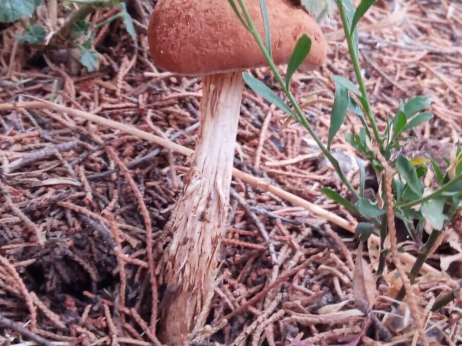 Quinta edizione del Festival Natura in Contatto a Civitavecchia, si parla di funghi