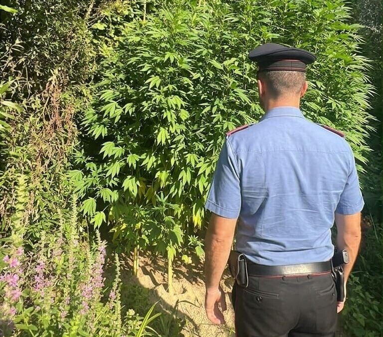 Pollice verde per “l’erba”, 65enne arrestato dai Carabinieri di Bracciano