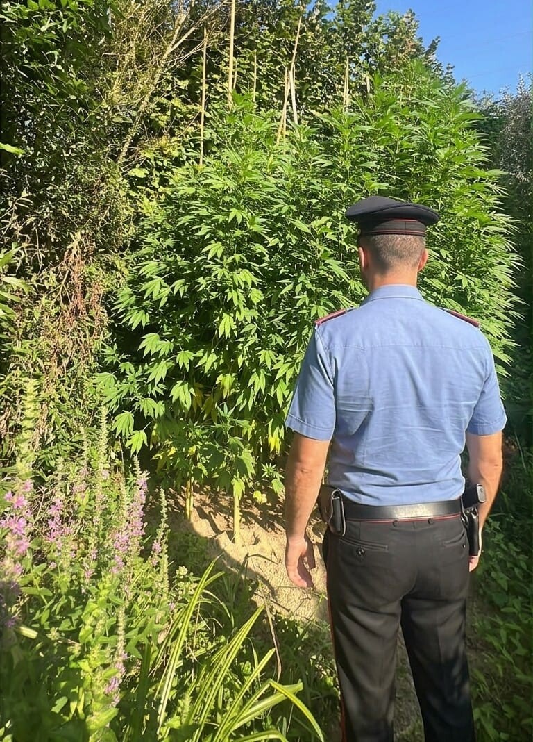 piantagione marijuana carabinieri