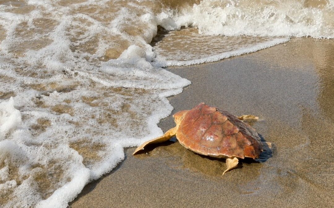 La tartaruga Fortuna riprende il mare a Palidoro