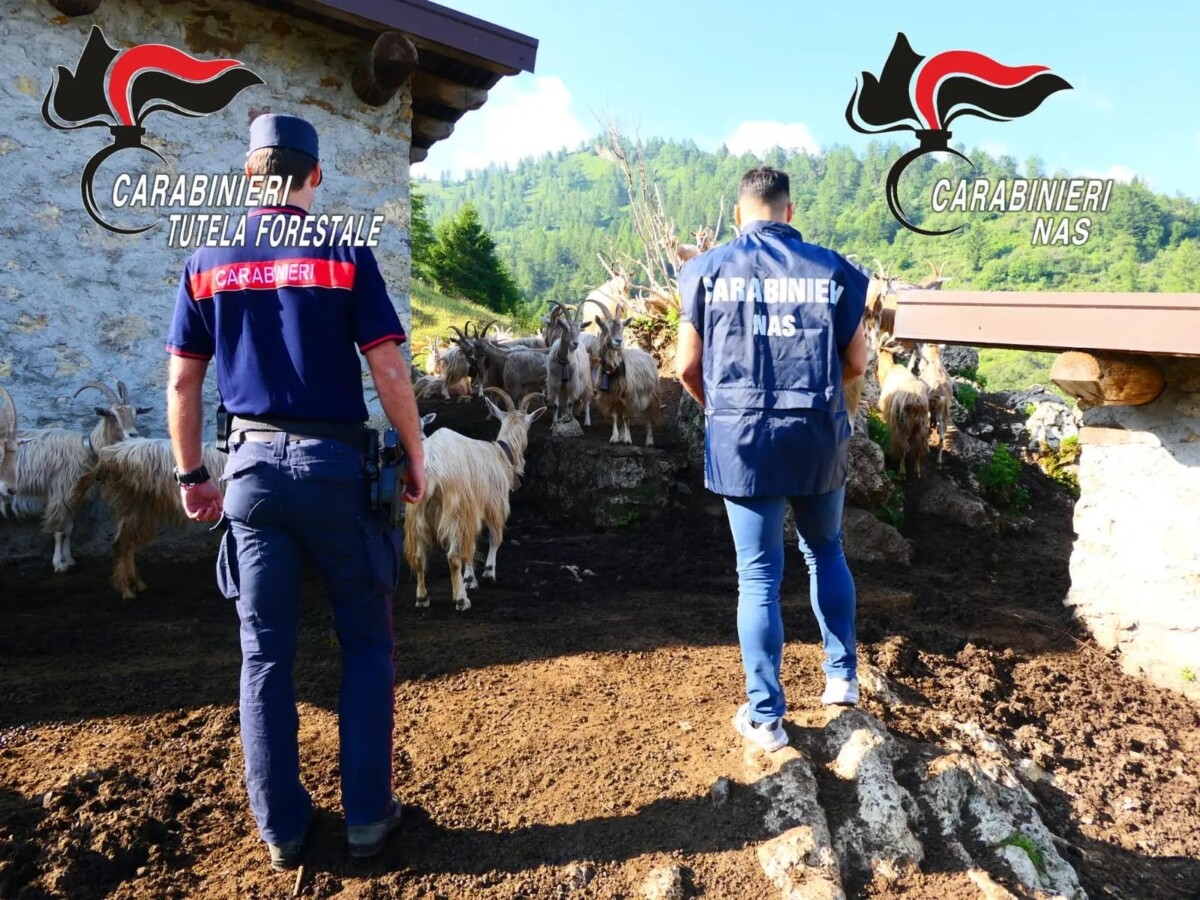 carabinieri forestale capre carabinieri forestale capre