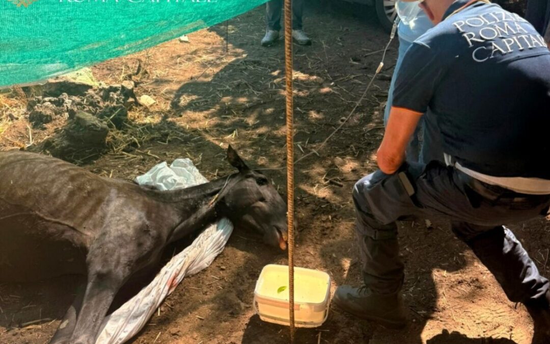 Cavalli denutriti salvati da Asl e Roma Capitale