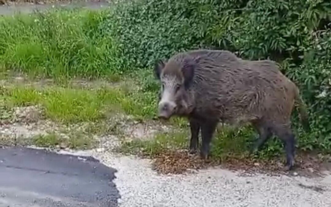 Tolfa, allarme cinghiali alla Pacifica: ucciso un cagnolino davanti alla padrona