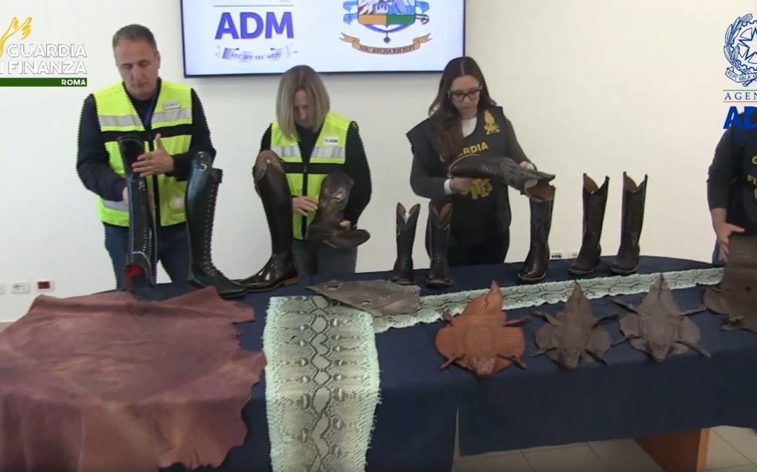Pelli di rettile illegali intercettate a Fiumicino