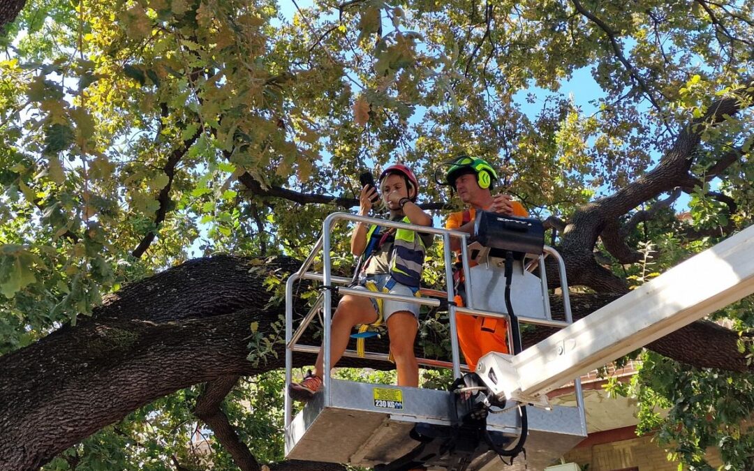 Nuovi controlli sulla Quercia Monumentale di Largo Almunecar a Cerveteri