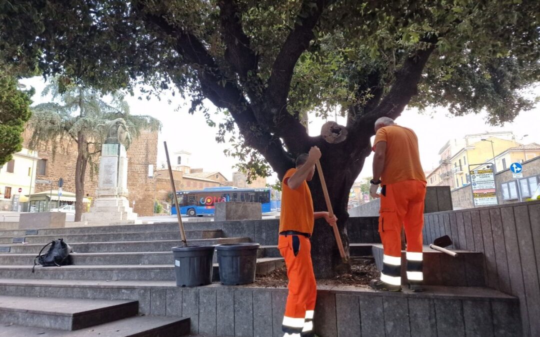Controlli e interventi sui lecci storici del Parco della Rimembranza a Cerveteri