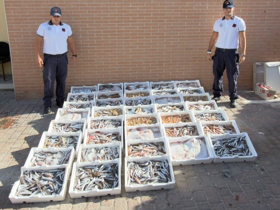 Trovati 20 kg di pesce irregolare in un ristorante di Santa Marinella: 2mila euro di multa