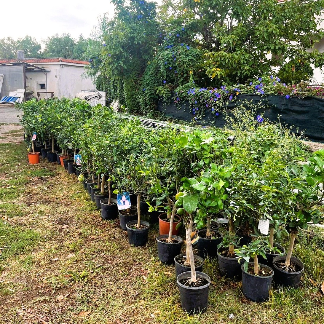 alberi donati Etruria Eco Festival Cerveteri Multiservizi Caerite