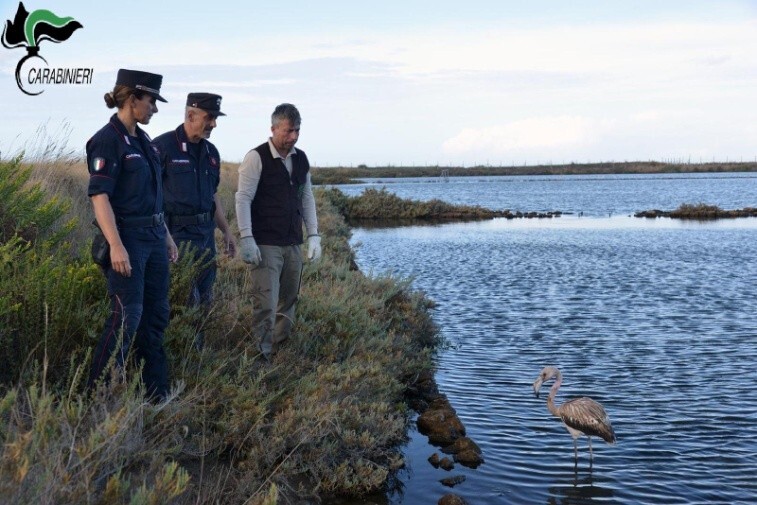 fenicottero carabinieri forestali tarquinia saline 2 fenicottero carabinieri forestali tarquinia saline 3