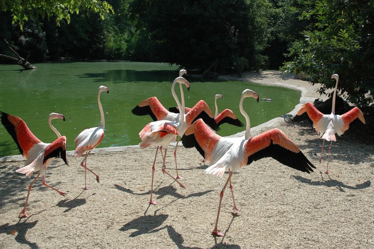 fenicottero rosa _ Foto Massimiliano Di Giovanni – Archivio Bioparco (2)