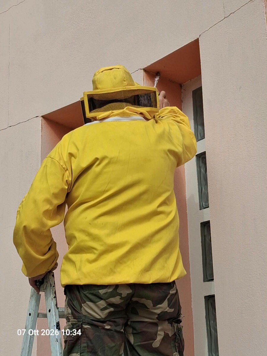 nido di vespe3